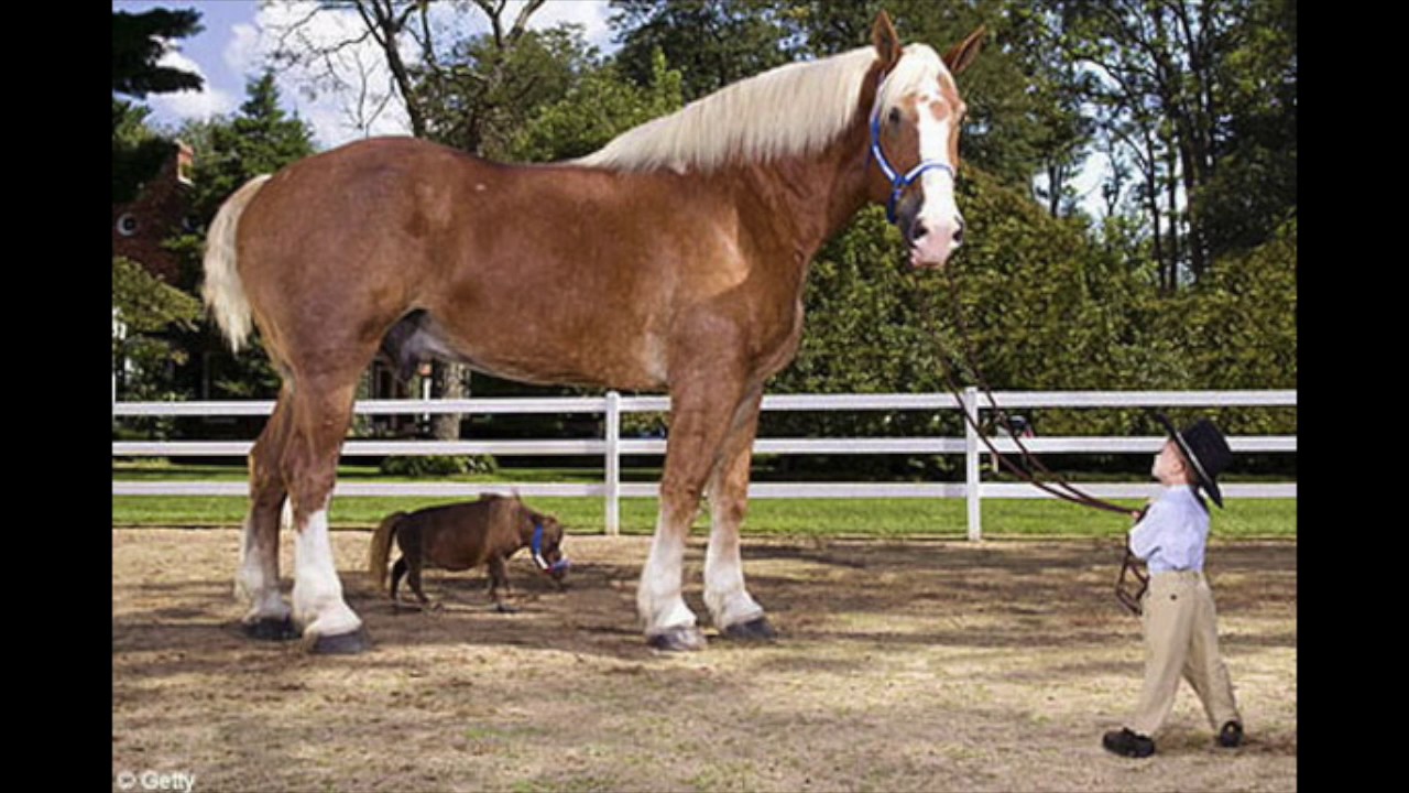 Big Jake Worlds Tallest Horse - Guinness World Record Holder